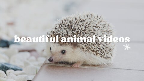 Beautiful Animal Video | Relaxing music video