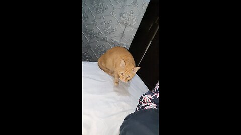 Stray Orange Cat Wanted to Sleep with me