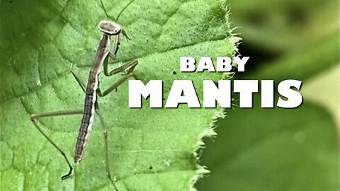 Baby Praying Mantis