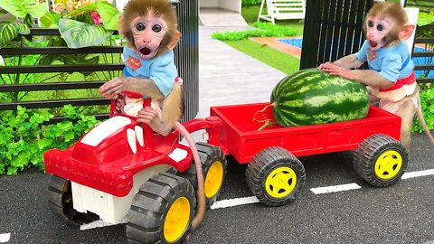 Baby monkey Bon Bon harvests watermelons with puppy in his garden So Yummy Fruits