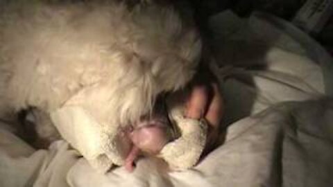 AMAZING DOG BIRTH!!