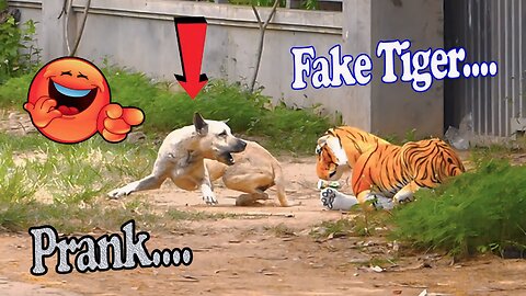 The Ultimate Guide To Frank With Tiger Toy Funny Videos