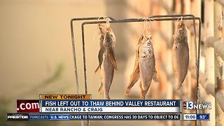 Fish left to thaw outside Las Vegas restaurant