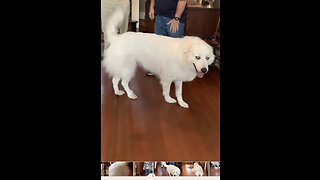 Great Pyrenees the official greeter at family reunion