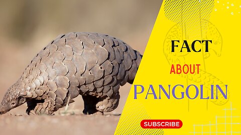 Amazing Fact Abiut Pangolin #fact