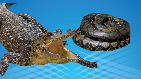 Crocodile fights snake to defend stomach, see who wins