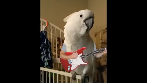 Funny bird singing #cute #birds #animals #funnyvideo