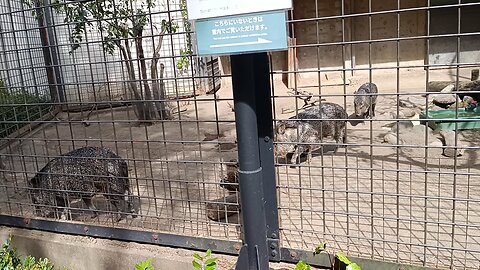 Collared Peccary in Ueno Zoo