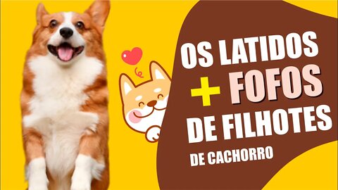 Os mais fotos e engraçados latidos de cachorro