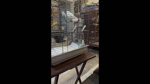 Cute Baby Parakeet Awaiting Last Vet Appointment