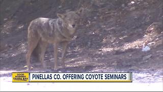 Pinellas County offering coyote seminars