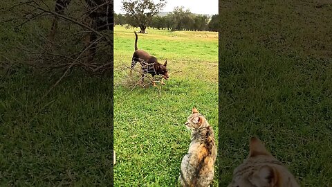 Bamboo vs Red Wolf of Radagon #eldenring #kelpie #radagon