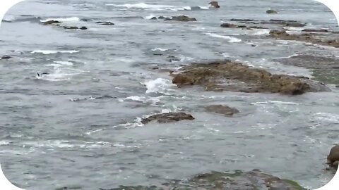 Momento de la llegada de Tsunami en Chile tras Erupción del Volcán Tonga