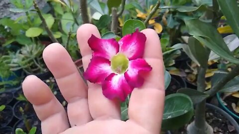 rosas do deserto a 20,00 e sementes a venda em Niterói RJ 23/03/2021