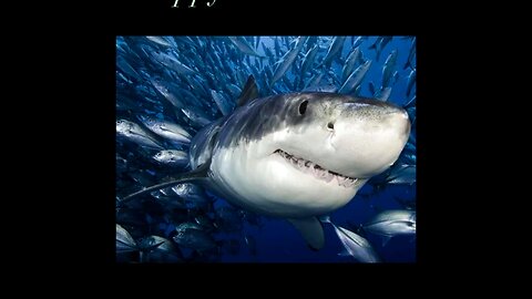 A JAWSOME Compilation for Sharkweek