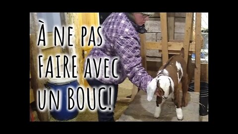 Voici pourquoi on ne doit PAS APPRIVOISER un BOUC #194