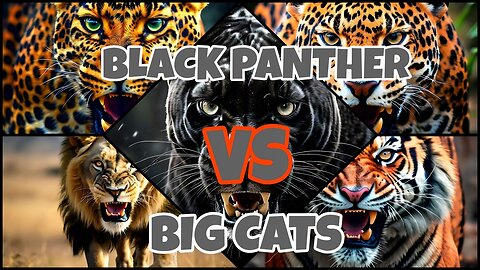 Black Panther Vs Big Cats