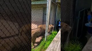 Female lion won’t let the male eat