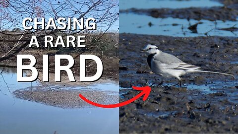 Florida's Third EVER White Wagtail!