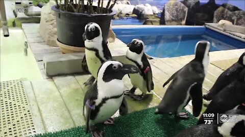 Florida Aquarium releases update following deaths of African penguins