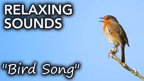 Birdsong - Listen and relax to the gentle sound of birds singing [2 HOURS]