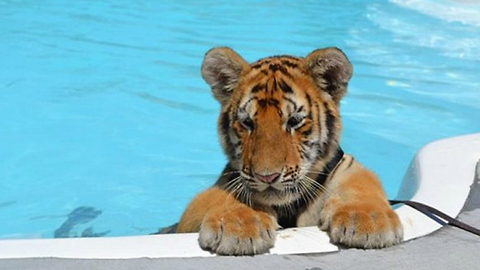 Baby Tigers Learn How To Swim