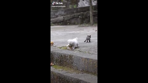 Puppy 🐕 with chick 🐥❤️