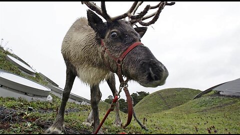 Reindeer Can't Actually Make Their Noses Glow Red—but They Can Make Their Eyes Change Color