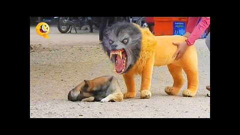 Laugh Out Loud: Epic Troll Pranks on Dogs with Fake Lions, Tigers, and Huge Boxes!