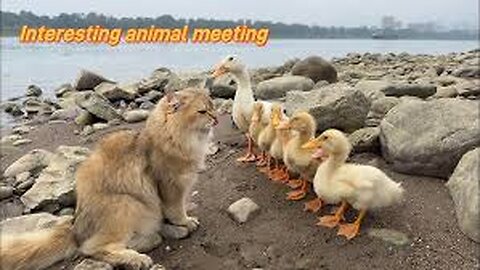 funny cat conquered the duckling and trained the duckling outdoors.cutest pet videos in the world😂