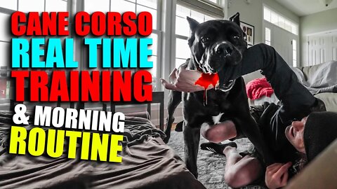 Cane Corso REAL TIME TRAINING & Morning Routine