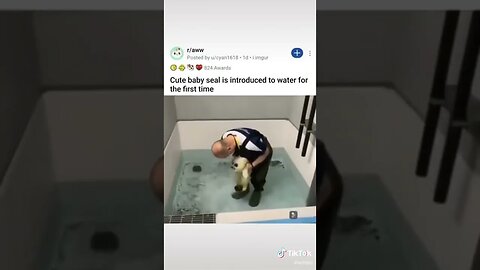 Seal Touches Water For First Time tiktok ethbn