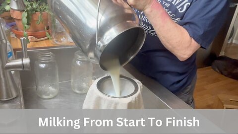 Milking a Cow From Start to Finish: Milking Machine