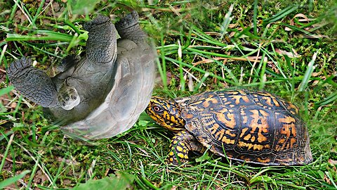 A turtle helps her friend who is upside down on her back