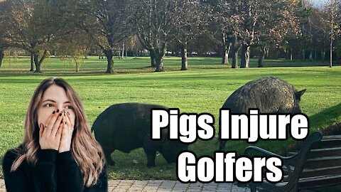 British Pigs🐷 Injure Two Golfers⛳🏌️‍♀️🏌️‍♂️