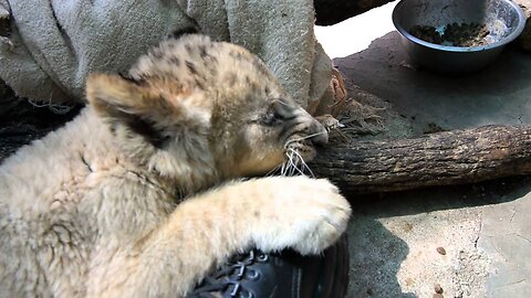 A lion cub chewing on my boots!