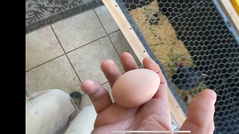 Laying an egg for the camera!