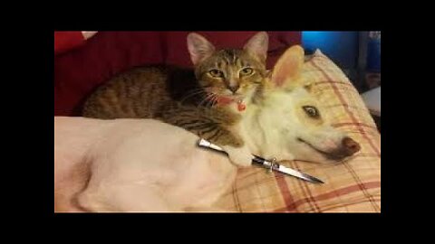 Try Not to Laugh #3 Funny Cat Compilation