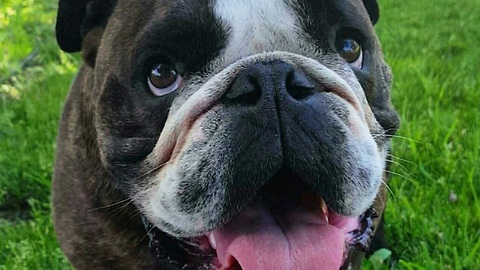 Pepe the English Bulldog loves getting spanked