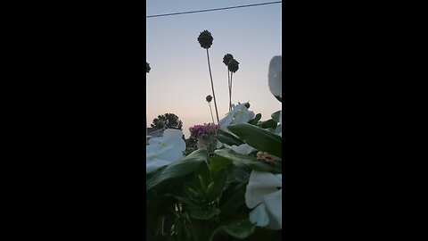 "Sunrise Alliums " Skunk Hollow Rose Gardens, Western Wastelands Michigan