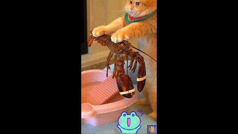 What did the cat do with the crab!!😯😯