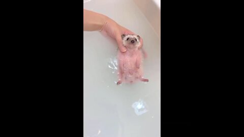 Cute baby animals video compilation cute moment of the - Cutest Animals #1