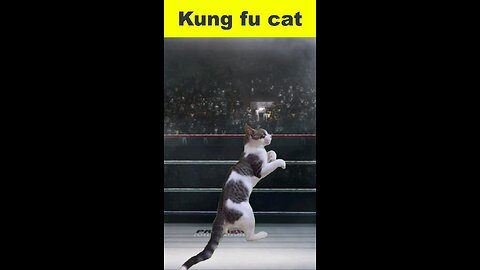 kungfu cat