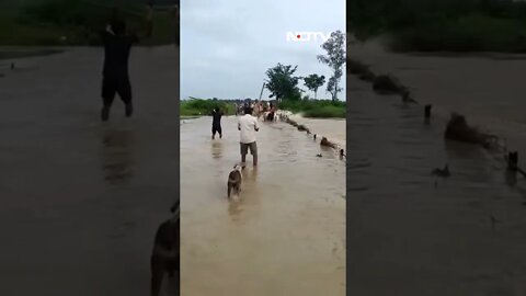 Madhya Pradesh Men Thrash Cows, Force Them Into Swollen River