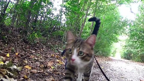 Cat Strolls through the Forest