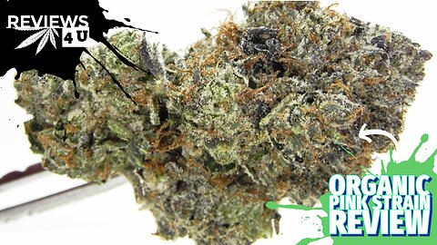 ORGANIC PINK STRAIN REVIEW | REVIEWS 4 U