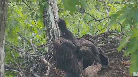 Hays Eaglet H14 figures out how to get a stick out of under the left wing 2021 05 16 18:34