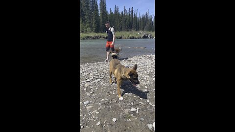 Hidden Gem in YYC - Sunday Funday with the doggos