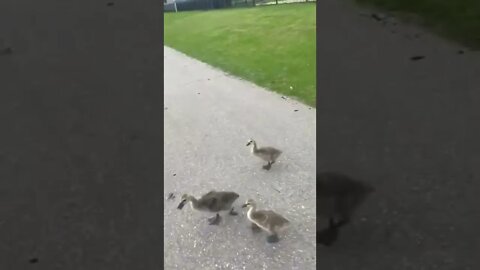 Canadian geese and goslings #shorts