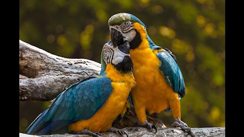 Dancing Parrot has perfect rhythm